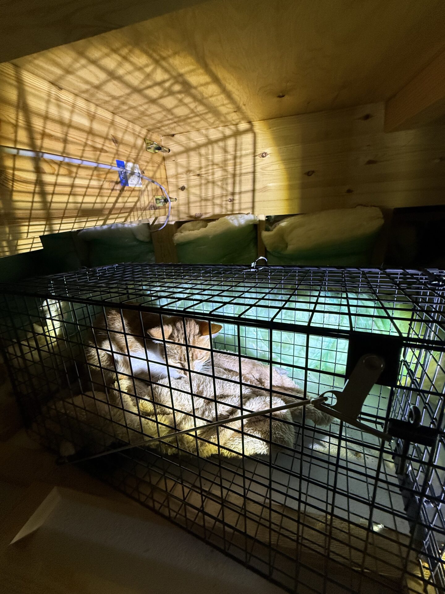 埼玉県深谷市の屋根裏に設置した捕獲機で保護された猫