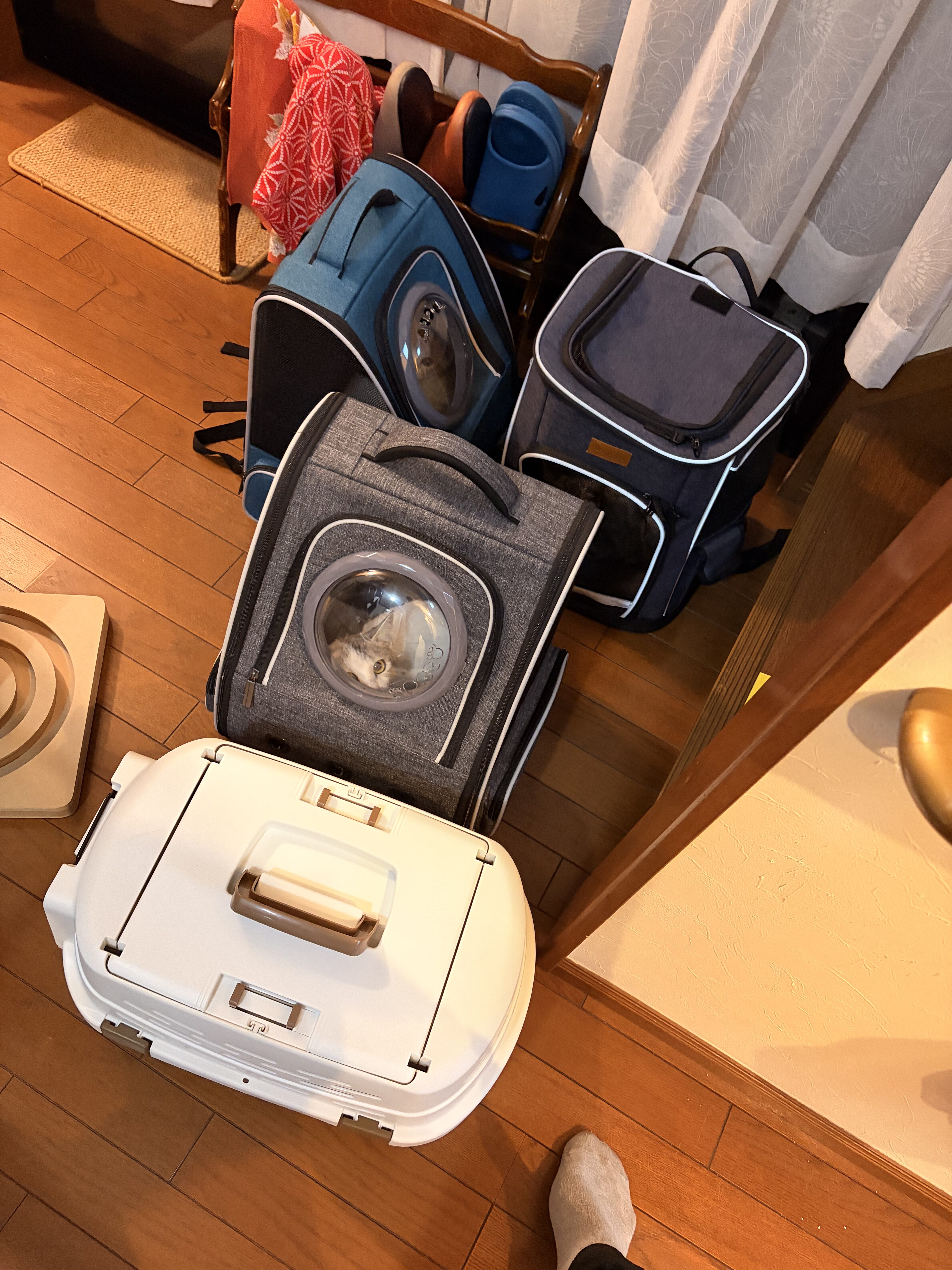 捕獲後に猫4匹をそれぞれ移した4つのケージ