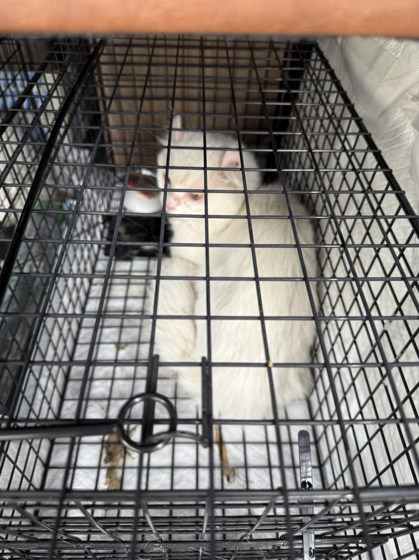 埼玉県行田市で捕獲機により保護された猫