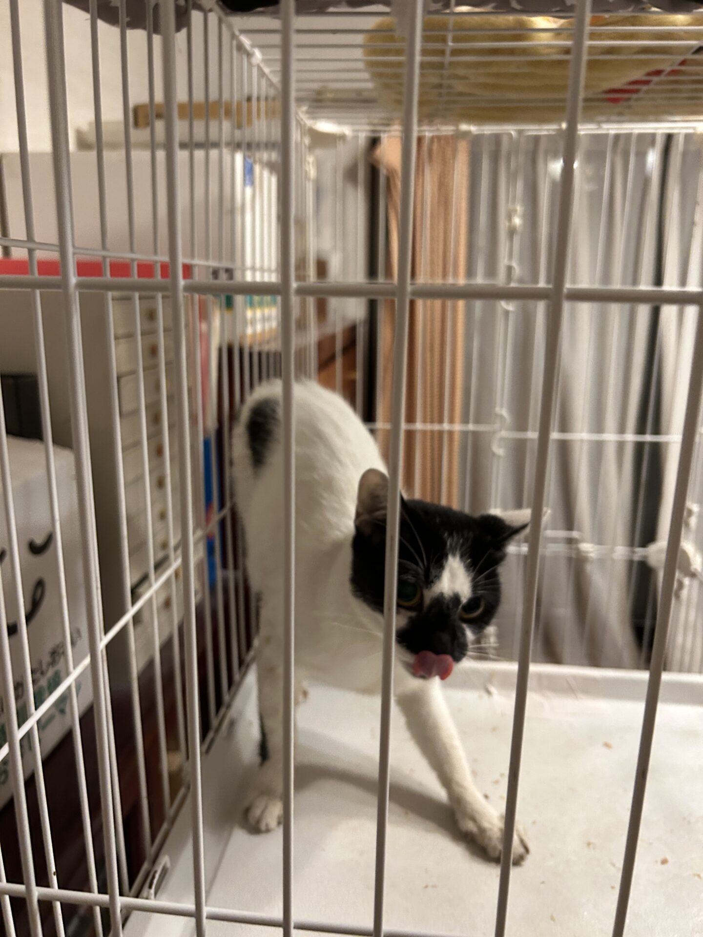 東京都練馬区で捕獲後にケージへ収容された猫