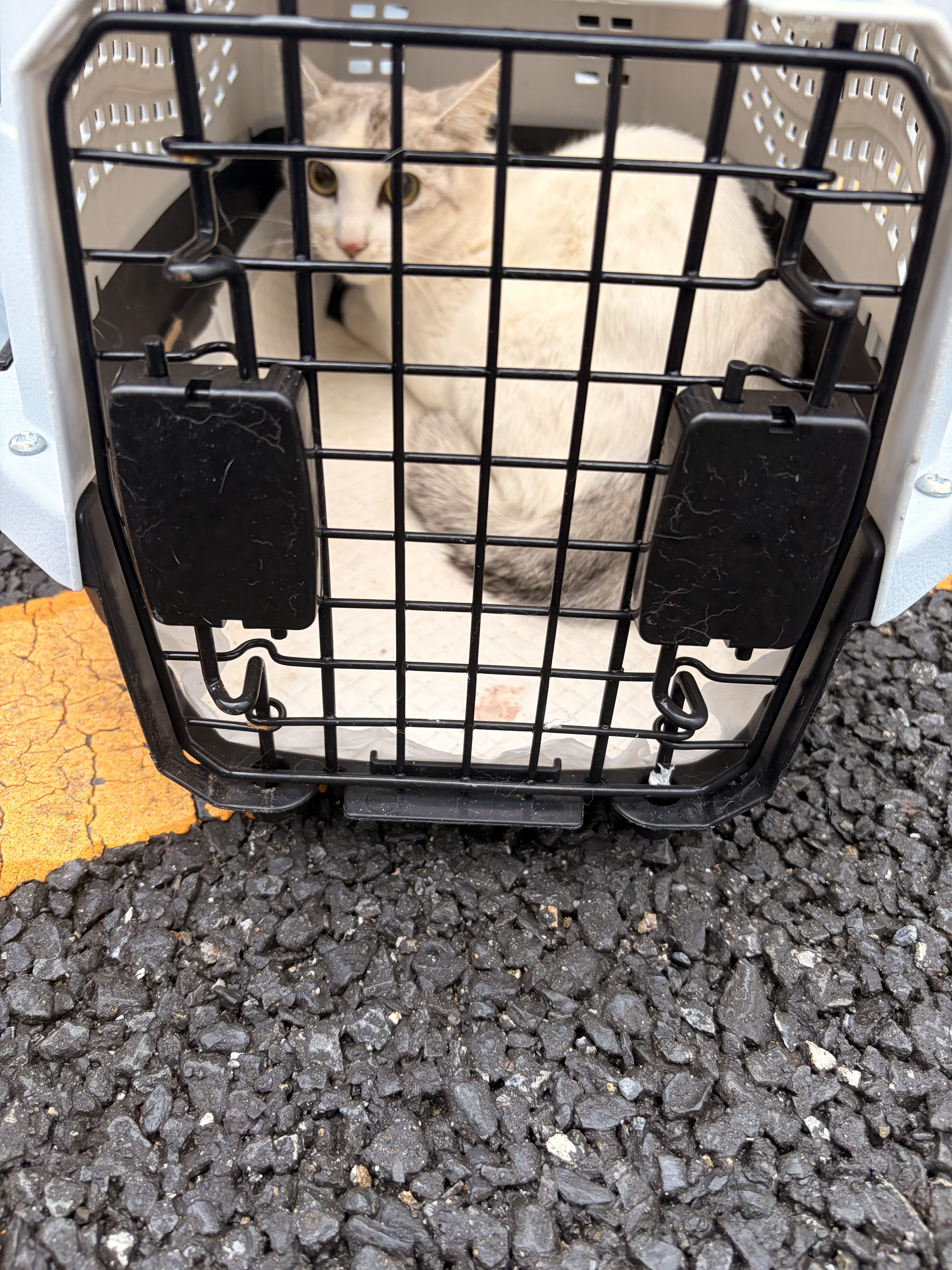 専用捕獲機からケージへ移した母猫の兄弟