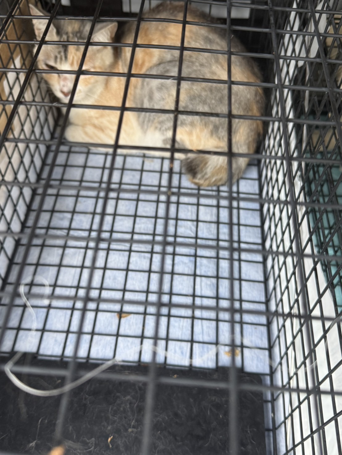 捕獲後も手動式の捕獲機に入っている母猫