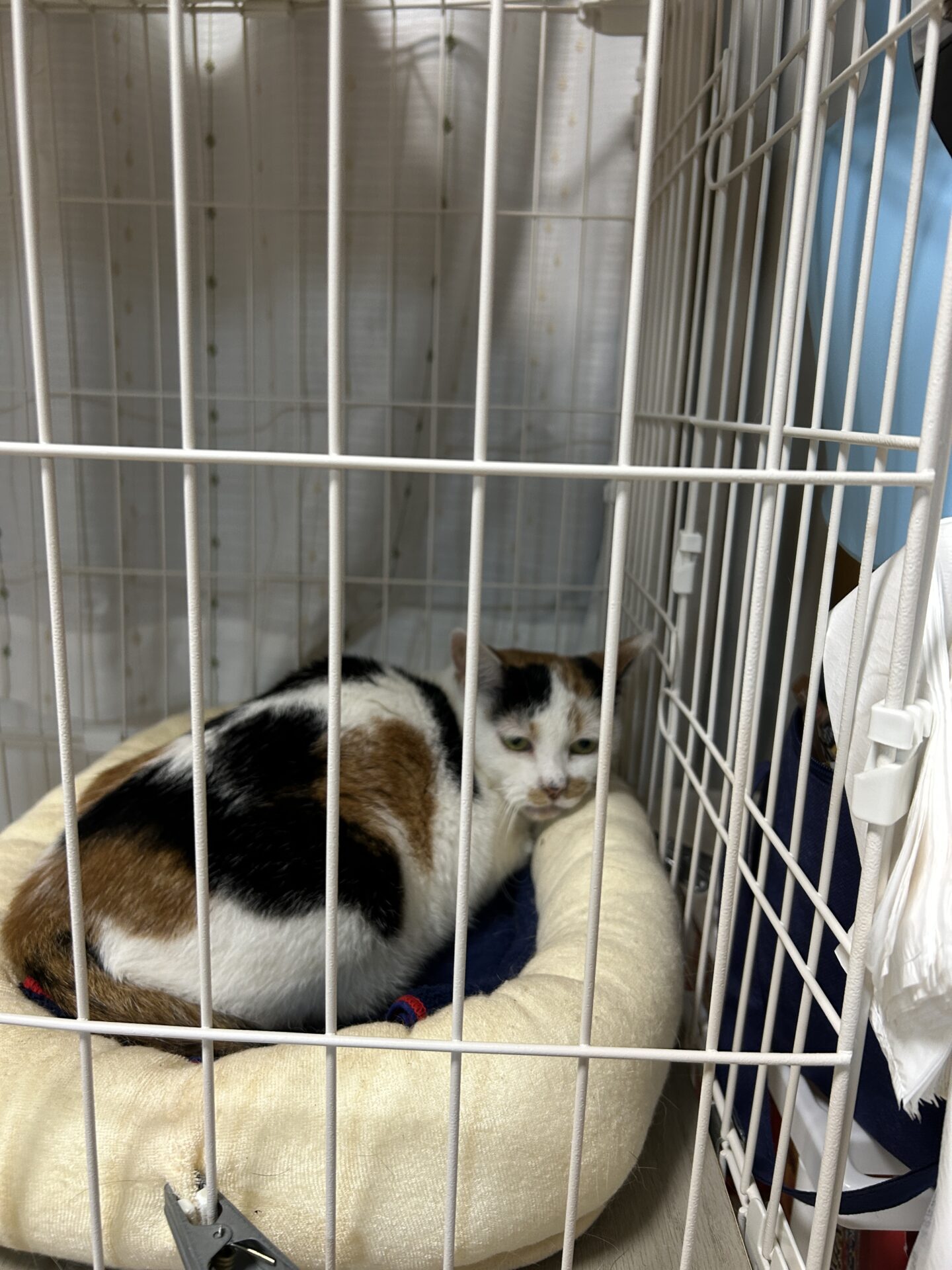 埼玉県草加市で捕獲後に室内のケージへ移した三毛猫