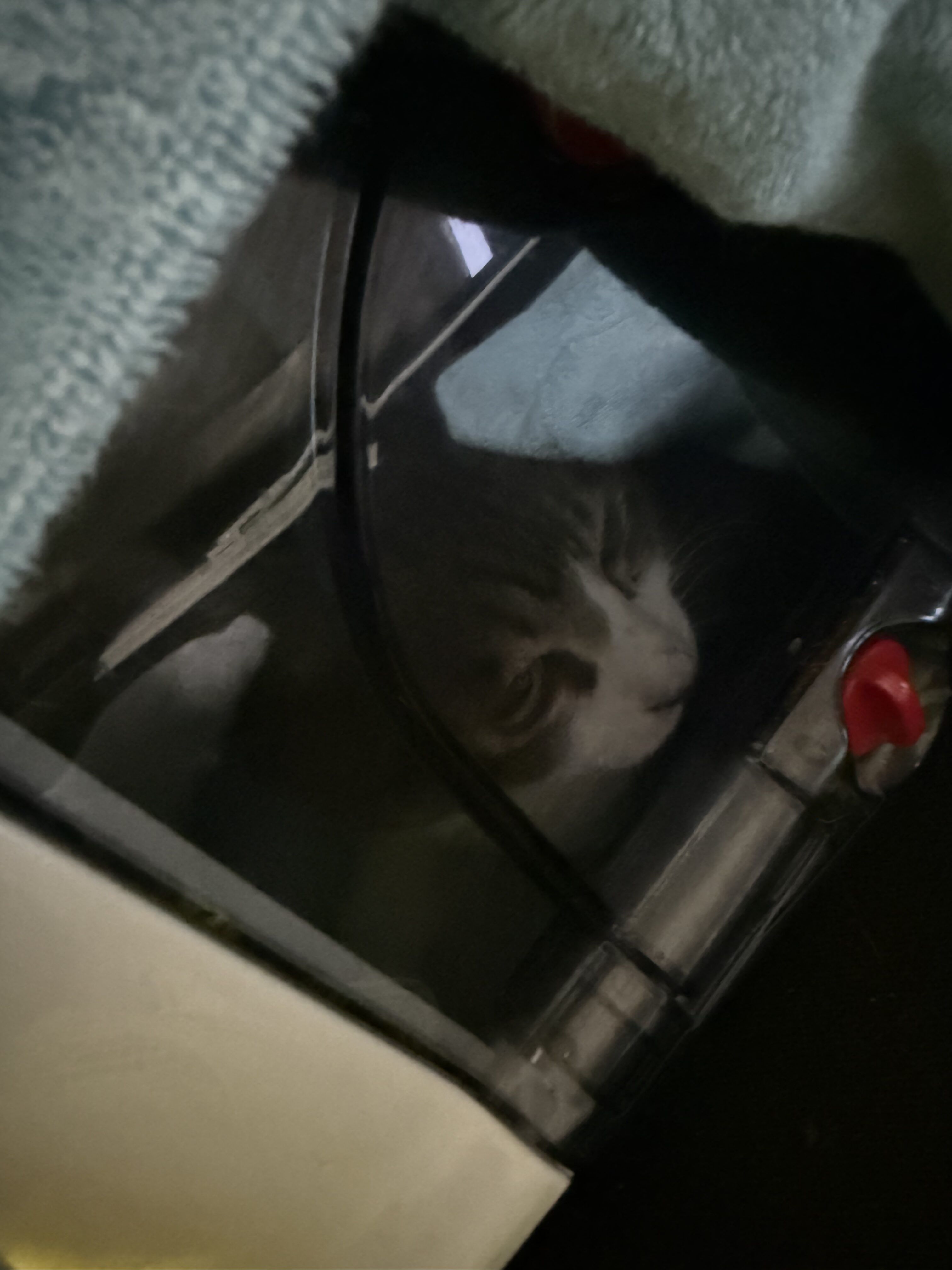 捕獲後にケージへ移した1匹目の猫