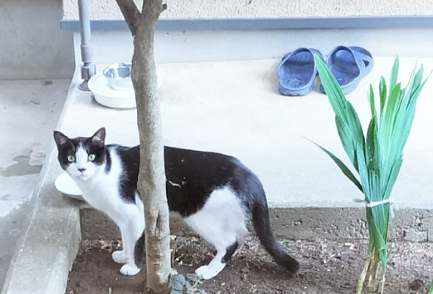 埼玉県さいたま市見沼区で脱走後、屋外に姿を現した飼い猫