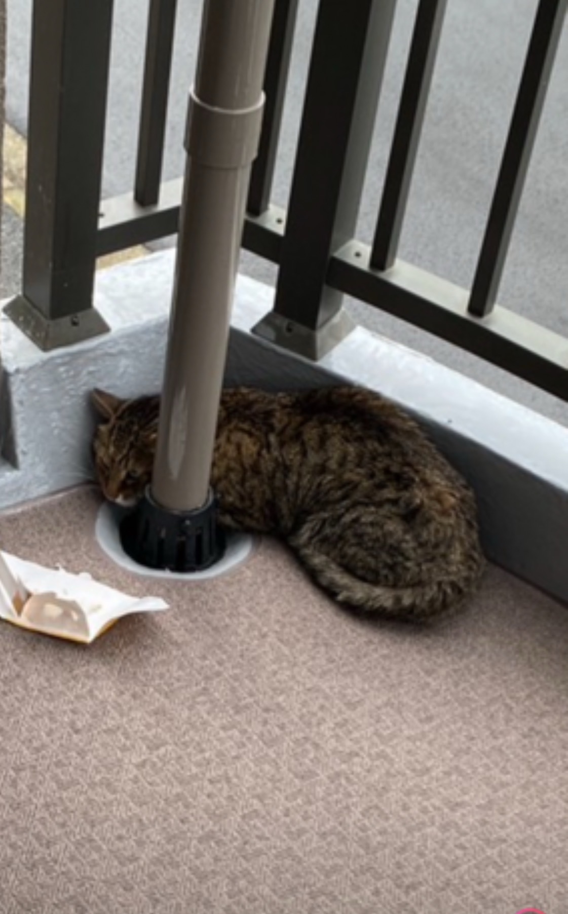 神奈川県横浜市の団地3階踊り場にいた野良猫