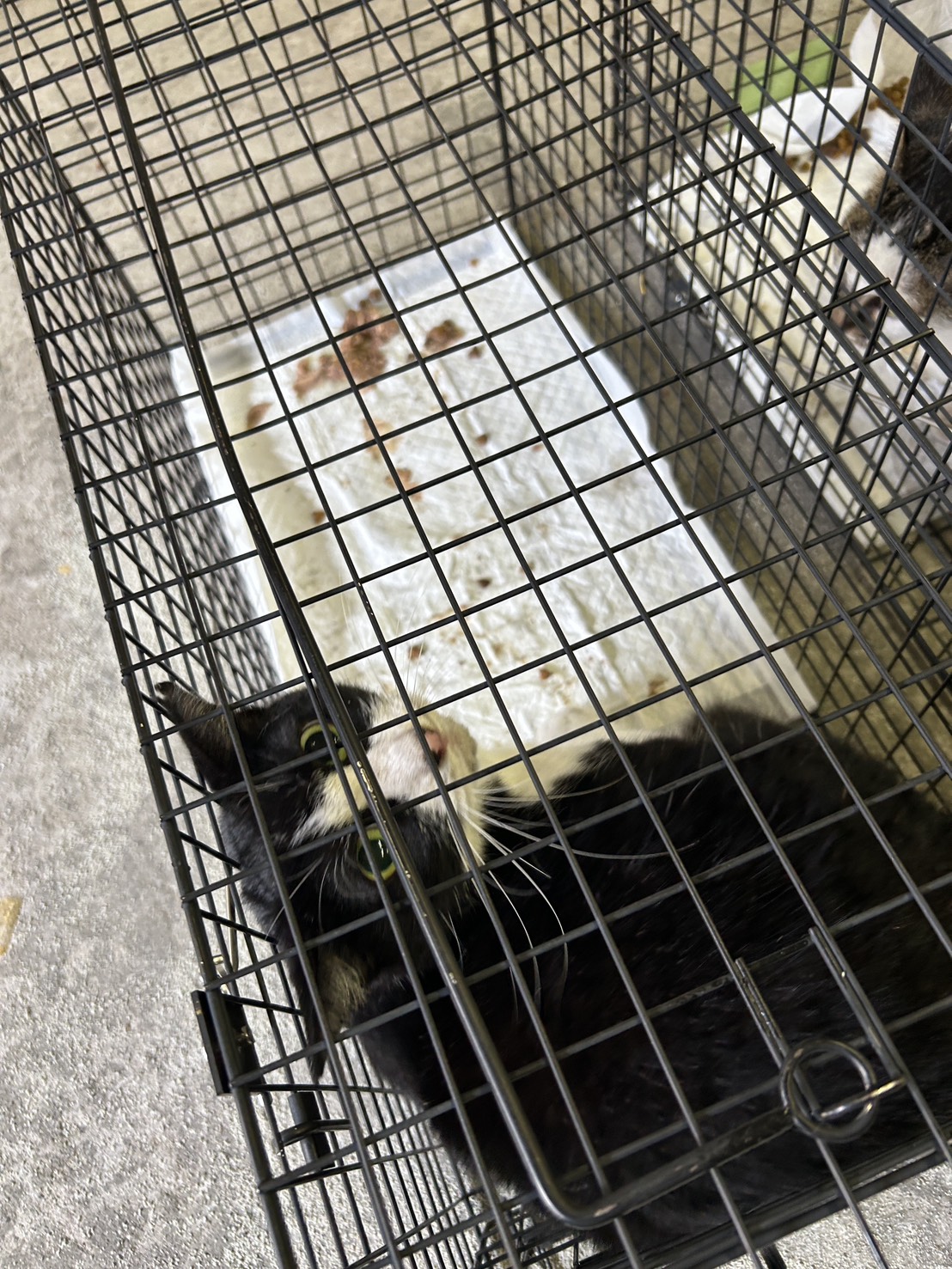 東京都江東区の倉庫で捕獲後、捕獲機に入った白黒の猫