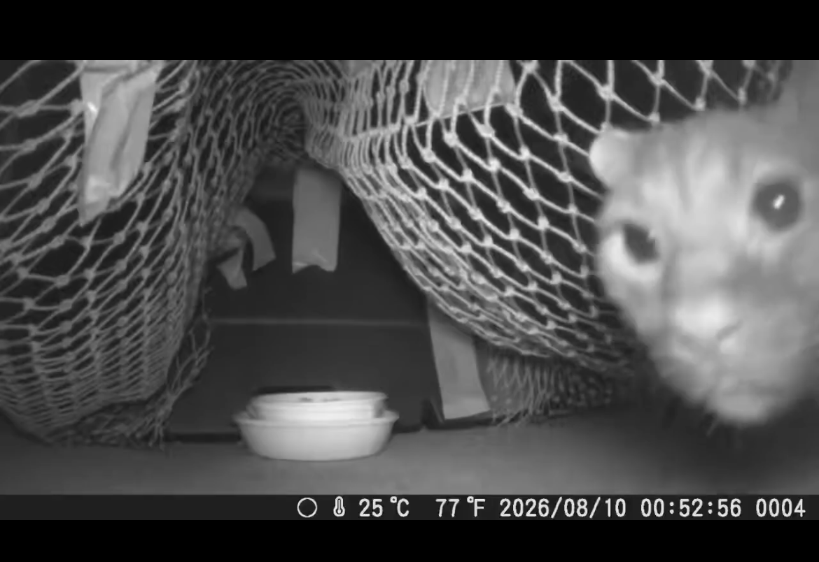 東京都府中市で脱走猫が餌場を確認する様子をカメラで撮影した画像