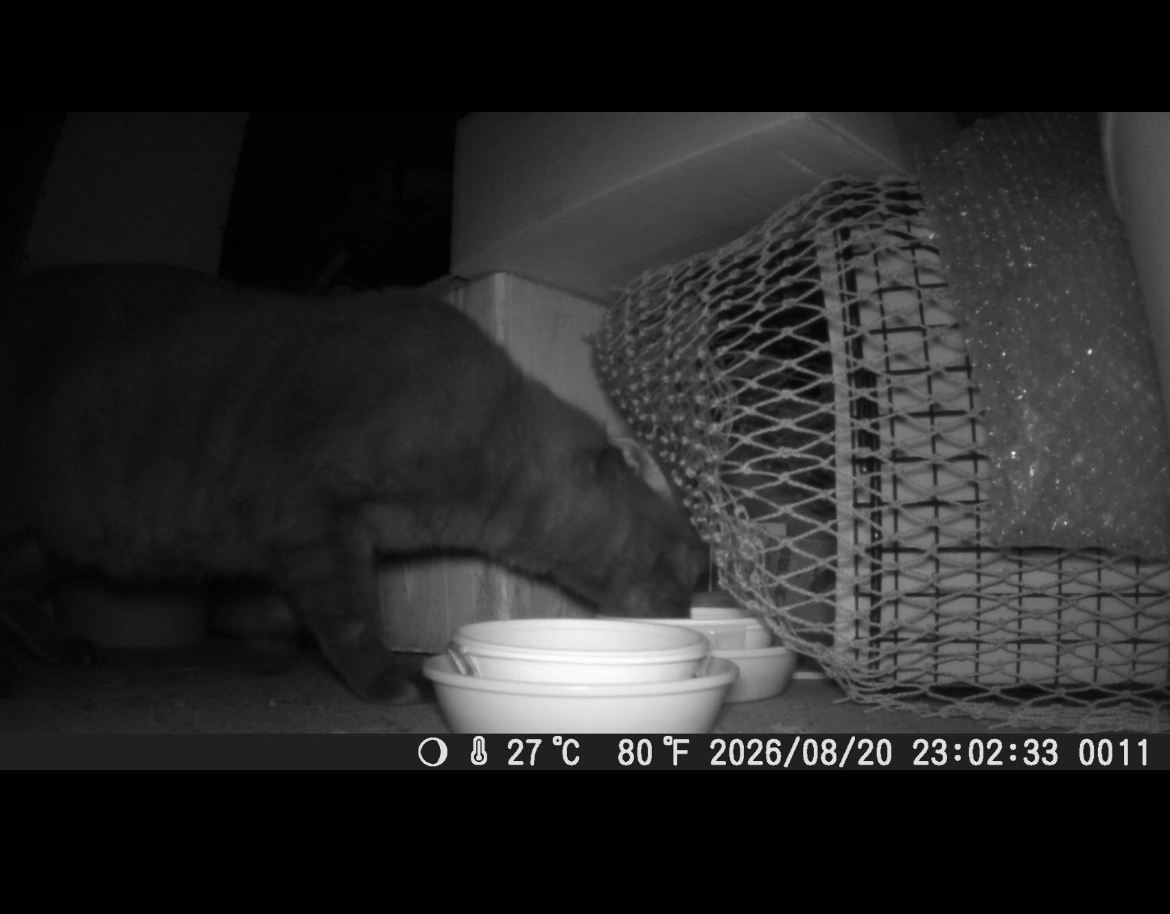 東京都府中市で脱走猫が餌を食べている様子をカメラで撮影した画像