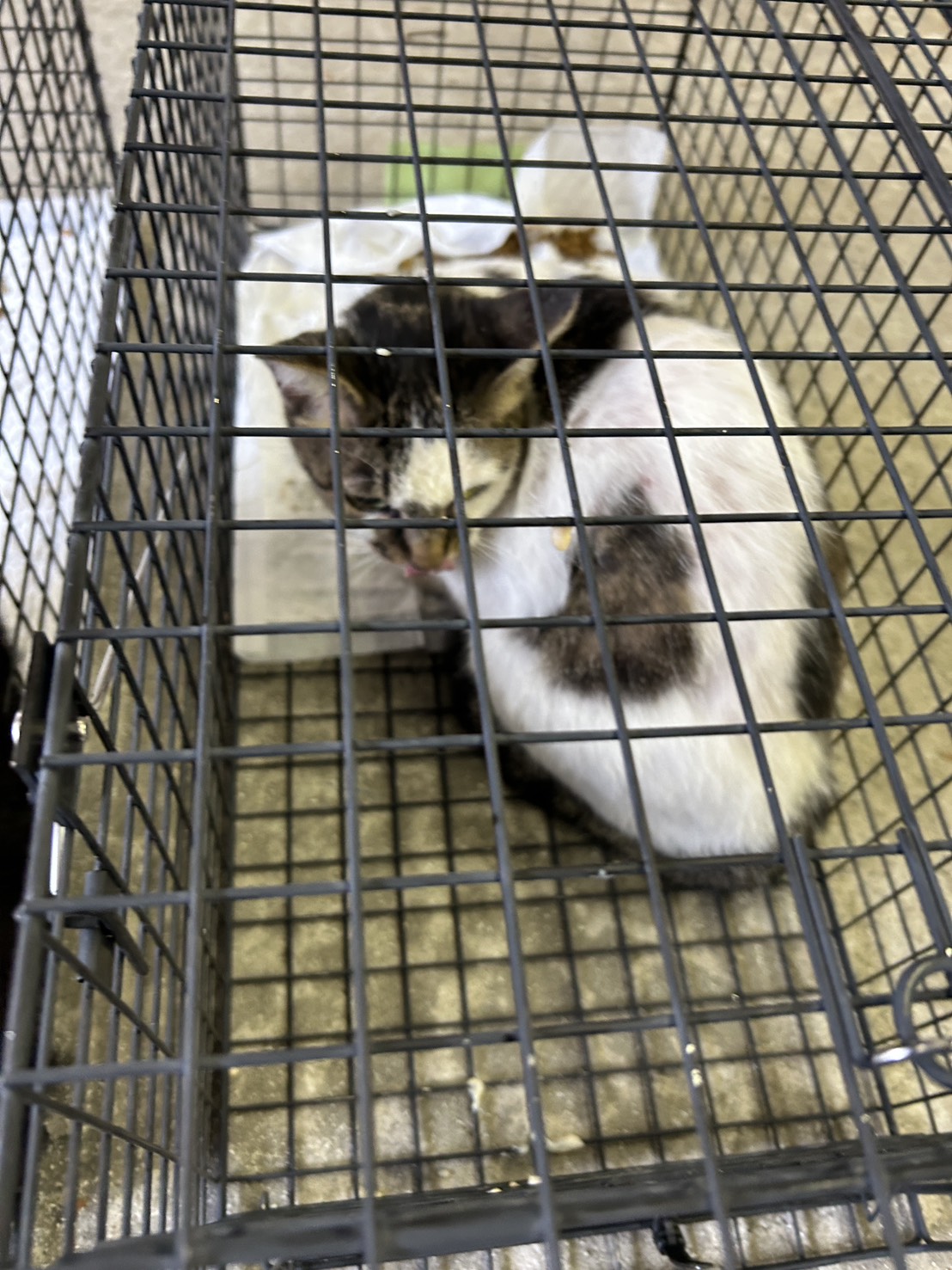 東京都江東区の倉庫で捕獲後、捕獲機に入った白とキジ模様の猫