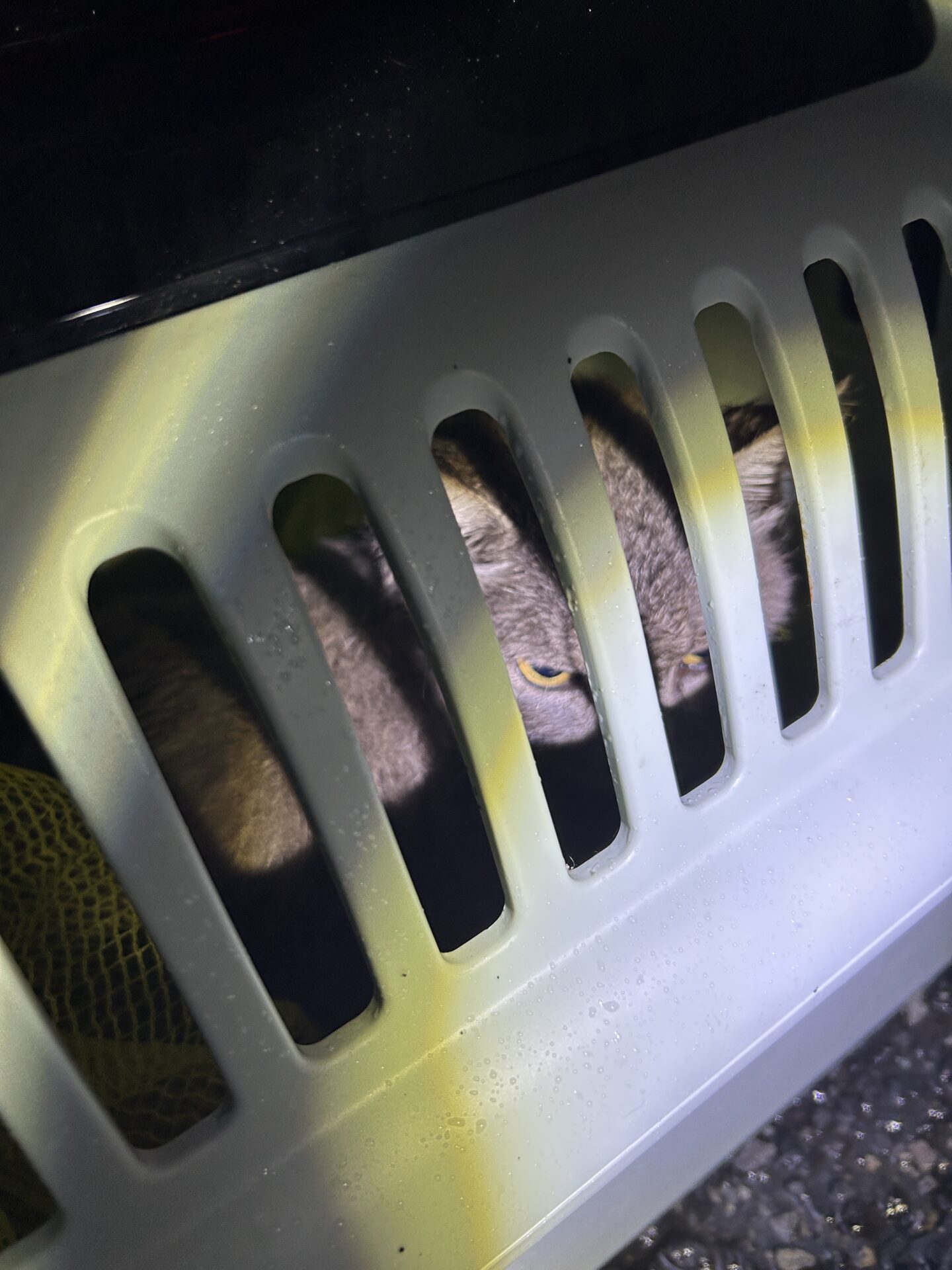 捕獲後にキャリーへ移した群馬県伊勢崎市の地域猫
