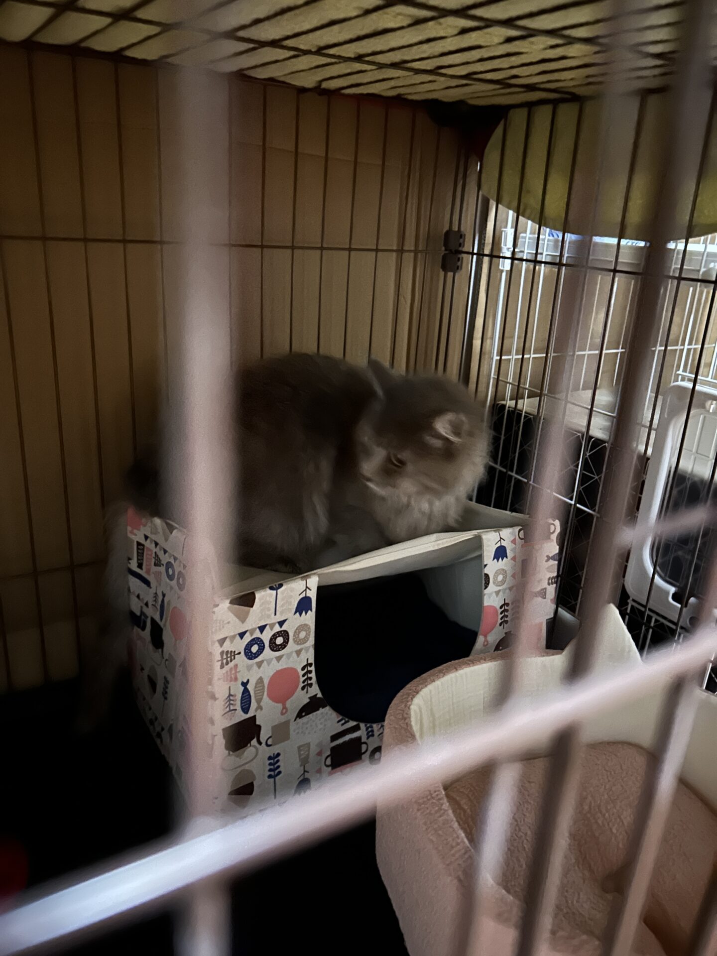 新居へ搬送後にキャリー内で過ごす地域猫