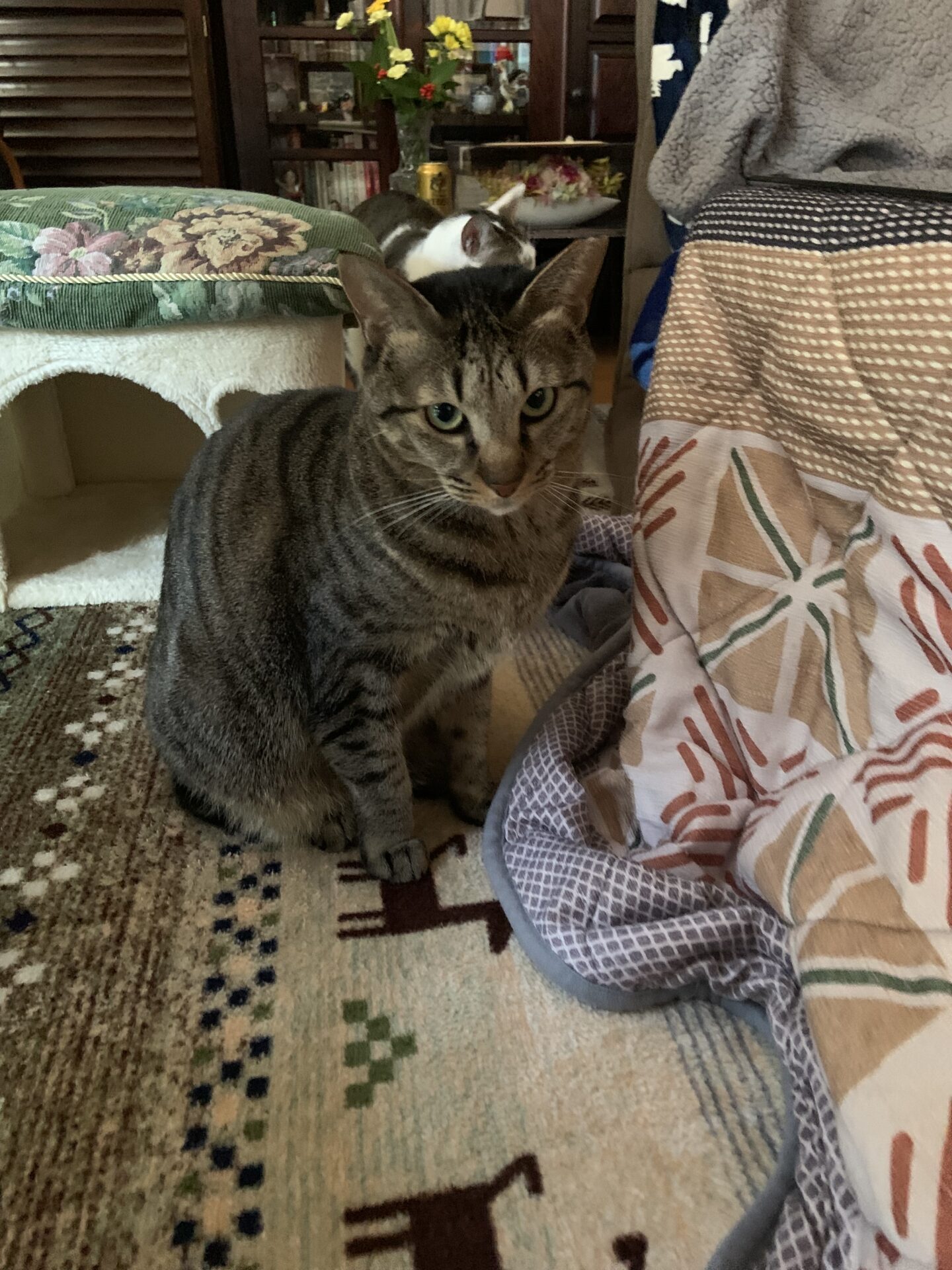 東京都日野市で窓から室内へ誘導して保護した飼い猫