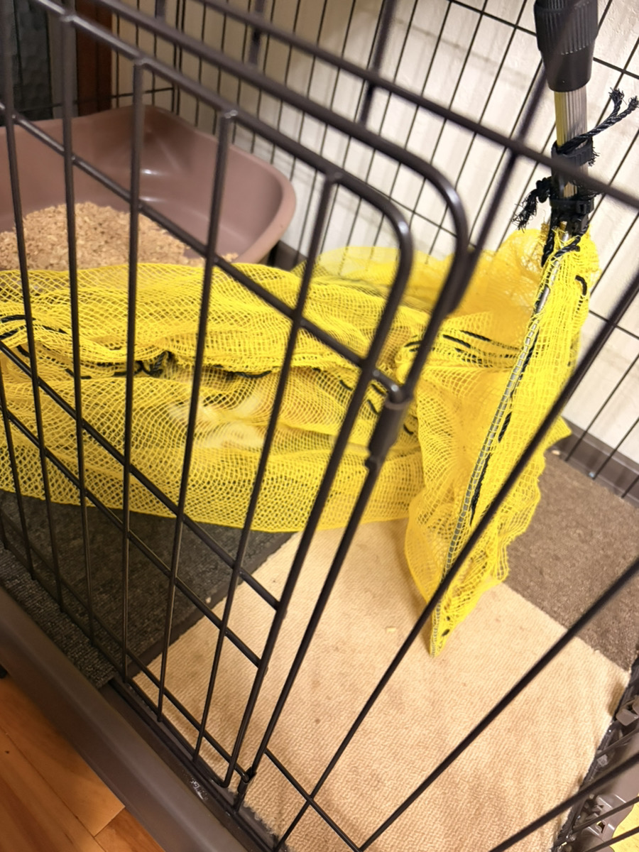 茨城県結城市でネットにより捕獲した親猫を室内ケージへ移している様子