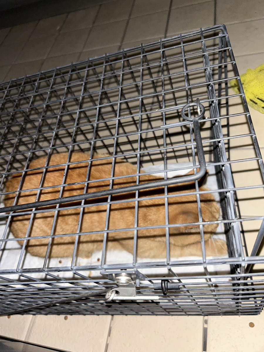 埼玉県さいたま市南区の3階バルコニーで捕獲機へ収容された地域猫